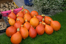 Kürbisernte0110.jpg