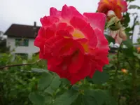 DSC03629.webp
