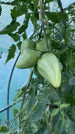 IMG_2228.jpeg