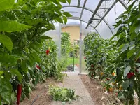 Paprika.webp