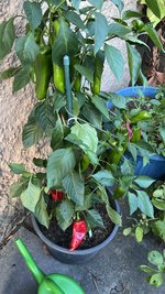 IMG_2274.jpeg