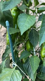 IMG_2276.jpeg