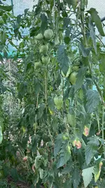 IMG_2227.jpeg