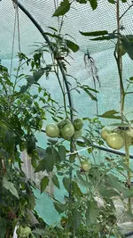IMG_2229.jpeg