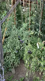 IMG_2231.jpeg
