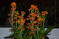 Ornithogalum dubium.webp