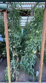 IMG_2235.jpeg