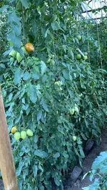IMG_2237.jpeg