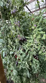 IMG_2238.jpeg