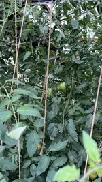 IMG_2240.jpeg