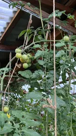 IMG_2241.jpeg