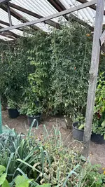 IMG_2244.jpeg