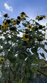 IMG_2243.jpeg