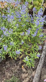 IMG_2267.jpeg