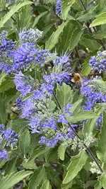 IMG_2257.jpeg