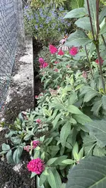 IMG_2265.jpeg