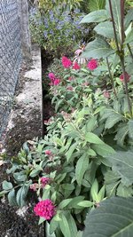 IMG_2265.jpeg