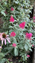 IMG_2259.jpeg