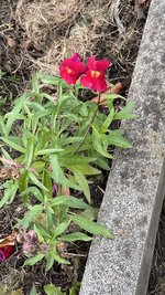 IMG_2255.jpeg