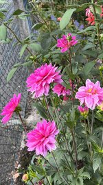 IMG_2260.jpeg