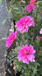 IMG_2264.jpeg