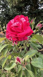 IMG_2270.jpeg