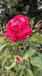 IMG_2270.jpeg