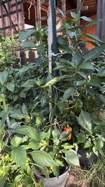 IMG_2288.jpeg