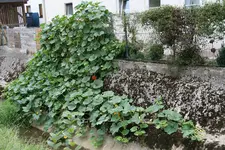Kürbis0315.webp