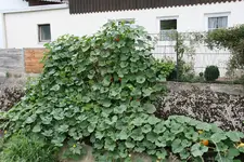 Kürbis0415.webp