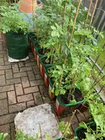 Kartoffeln*24-09-13*.webp