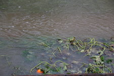 Hochwasser  0824.JPG