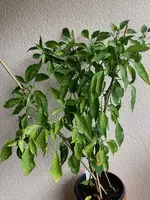 Paprika*Spitzpaprika 'Lipari' 2024-09-13*.webp