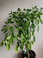 Paprika*Spitzpaprika 'Lipari' 2024-09-13*.jpg