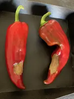 Paprika*Spitzpaprika 'Lipari' Ernte*2024-09-13.webp