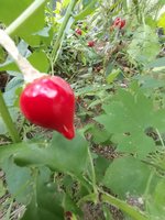 IMG_20240915_114727.jpg