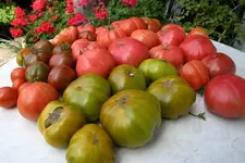 IMG_2059a.webp