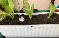 Salat*Zuckerhut*B*2024-09-16*02.webp