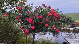 20240916_193029.webp