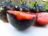 tomato_indigo_rose_1.webp