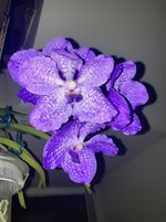 Vanda-A*2024-08-19*02.jpg