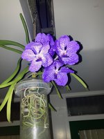 Vanda-A*2024-08-19*01.jpg