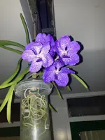 Vanda-A*2024-08-19*01.jpg