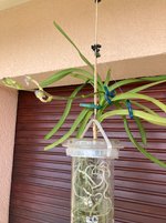 Vanda-A*2024-08-11*01.jpg