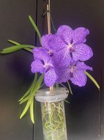 Vanda-A*2024-09-14*01.jpg