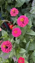 IMG_2355.webp