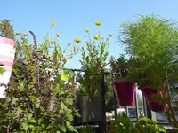 004.webp