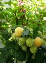 010.webp