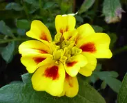 008.webp