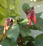 009.webp